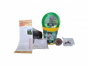 Набор для выращивания растений - Кедр сибирский (Зеленый Капитал, zk-001)